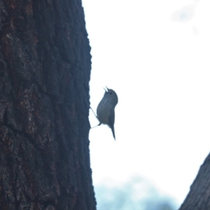 Acanthiza pusilla at Cook, ACT - 11 Oct 2020