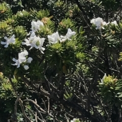 Westringia fruticosa (Native Rosemary) at Broulee, NSW - 29 Sep 2020 by MattFox