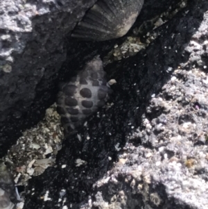Tenguella marginalba at Broulee Island Nature Reserve - 29 Sep 2020 11:36 AM