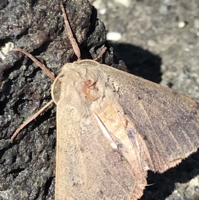 Arhodia lasiocamparia (Pink Arhodia (Oenochrominae)) at Broulee, NSW - 27 Sep 2020 by MattFox