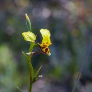 Diuris pardina at Forde, ACT - suppressed