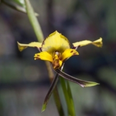 Diuris pardina at Forde, ACT - suppressed