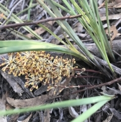 Lomandra multiflora (Many-flowered Matrush) at Bruce, ACT - 12 Oct 2020 by MattFox