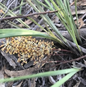 Lomandra multiflora at Bruce, ACT - 12 Oct 2020