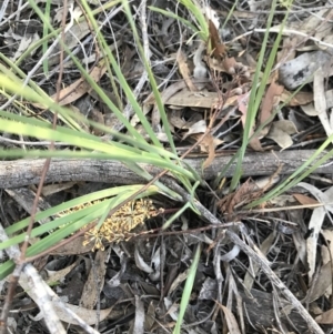 Lomandra multiflora at Bruce, ACT - 12 Oct 2020