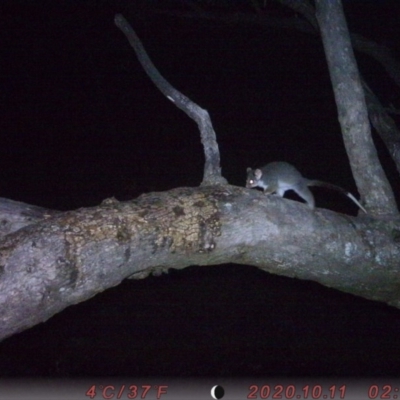 Pseudocheirus peregrinus (Common Ringtail Possum) at Tuggeranong DC, ACT - 10 Oct 2020 by ChrisHolder