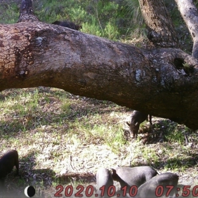 Sus scrofa (Wild Boar, Feral Pig) at Rob Roy Range - 10 Oct 2020 by ChrisHolder