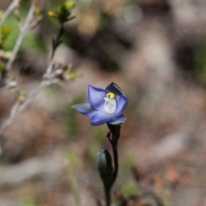 Thelymitra sp. (pauciflora complex) at Yass River, NSW - suppressed