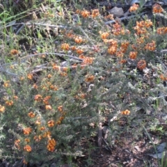 Dillwynia sp. at Farrer Ridge - 10 Oct 2020 by croweater