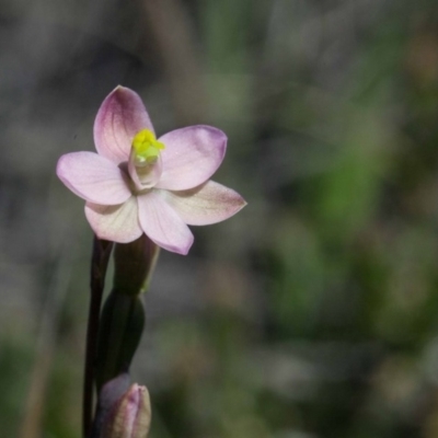 Thelymitra carnea (Tiny Sun Orchid) at Yass River, NSW - 12 Oct 2020 by SallyandPeter