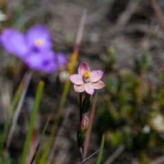 Thelymitra carnea at Yass River, NSW - suppressed