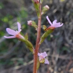 Stylidium graminifolium (Grass Triggerplant) at Rugosa - 11 Oct 2020 by SenexRugosus