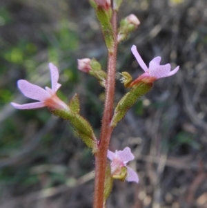 Stylidium graminifolium at Yass River, NSW - 11 Oct 2020 04:00 PM