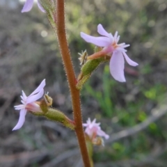 Stylidium graminifolium at Yass River, NSW - 11 Oct 2020