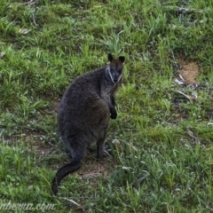 Wallabia bicolor (Swamp Wallaby) at Carwoola, NSW - 4 Oct 2020 by BIrdsinCanberra