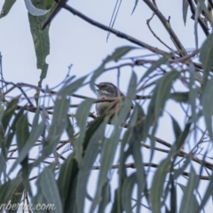 Sericornis frontalis (White-browed Scrubwren) at Carwoola, NSW - 4 Oct 2020 by JonSteinbeck