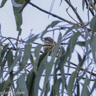 Sericornis frontalis (White-browed Scrubwren) at Carwoola, NSW - 3 Oct 2020 by BIrdsinCanberra