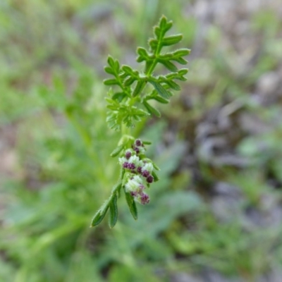 Daucus glochidiatus (Australian Carrot) at Rugosa - 11 Oct 2020 by SenexRugosus