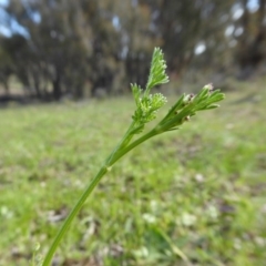 Daucus glochidiatus at Yass River, NSW - 11 Oct 2020