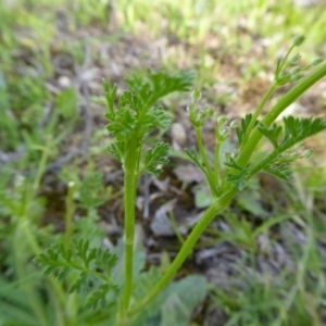 Daucus glochidiatus at Yass River, NSW - 11 Oct 2020