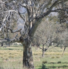 Eucalyptus blakelyi (Blakely's Red Gum) at Lanyon - northern section - 26 Aug 2020 by michaelb