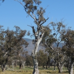 Eucalyptus blakelyi (Blakely's Red Gum) at Gordon, ACT - 26 Aug 2020 by michaelb