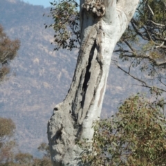 Eucalyptus blakelyi at Lanyon - northern section A.C.T. - 26 Aug 2020 03:24 PM