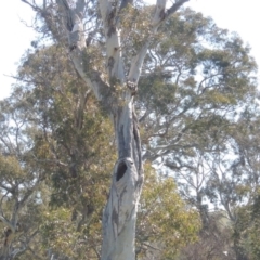 Eucalyptus blakelyi at Lanyon - northern section A.C.T. - 26 Aug 2020 03:24 PM