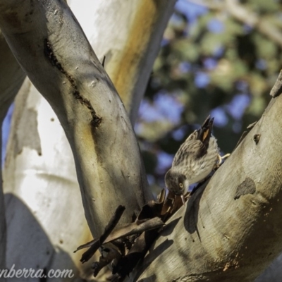 Daphoenositta chrysoptera (Varied Sittella) at Carwoola, NSW - 4 Oct 2020 by BIrdsinCanberra