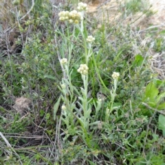 Pseudognaphalium luteoalbum (Jersey Cudweed) at Yass River, NSW - 11 Oct 2020 by SenexRugosus