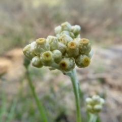 Pseudognaphalium luteoalbum at Yass River, NSW - 11 Oct 2020