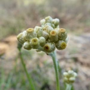 Pseudognaphalium luteoalbum at Yass River, NSW - 11 Oct 2020