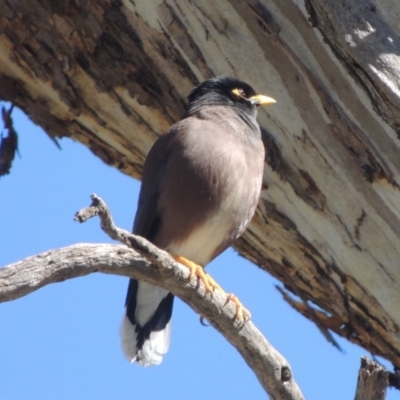 Acridotheres tristis (Common Myna) at Lanyon - northern section - 26 Aug 2020 by michaelb
