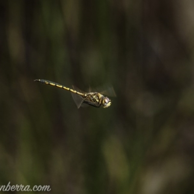 Hemicordulia tau (Tau Emerald) at Carwoola, NSW - 3 Oct 2020 by BIrdsinCanberra