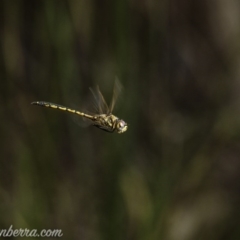 Hemicordulia tau at Carwoola, NSW - 4 Oct 2020