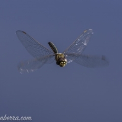 Hemicordulia tau at Carwoola, NSW - 4 Oct 2020