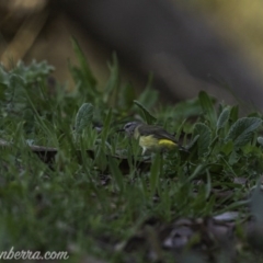 Acanthiza chrysorrhoa (Yellow-rumped Thornbill) at Carwoola, NSW - 3 Oct 2020 by BIrdsinCanberra