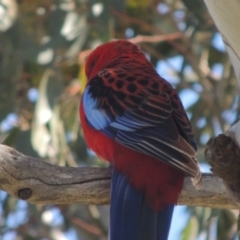 Platycercus elegans (Crimson Rosella) at Gordon, ACT - 26 Aug 2020 by michaelb