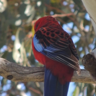 Platycercus elegans (Crimson Rosella) at Lanyon - northern section - 26 Aug 2020 by michaelb