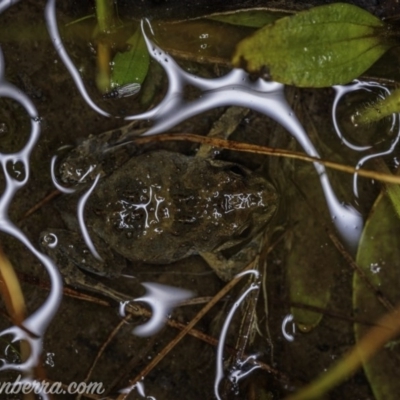 Limnodynastes tasmaniensis (Spotted Grass Frog) at Carwoola, NSW - 4 Oct 2020 by JonSteinbeck