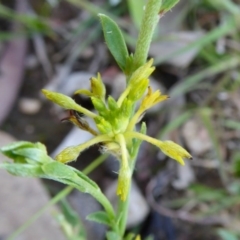 Pimelea curviflora var. sericea (Curved Riceflower) at Rugosa - 11 Oct 2020 by SenexRugosus