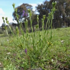 Pimelea curviflora var. sericea at Yass River, NSW - 11 Oct 2020