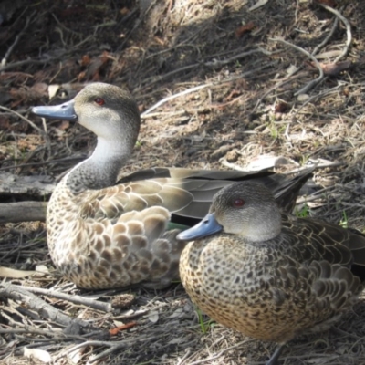 Anas gracilis (Grey Teal) at Downer, ACT - 10 Oct 2020 by MatthewFrawley