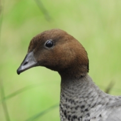 Chenonetta jubata (Australian Wood Duck) at Downer, ACT - 10 Oct 2020 by MatthewFrawley