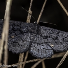 Melanodes anthracitaria (Black Geometrid) at Carwoola, NSW - 4 Oct 2020 by BIrdsinCanberra