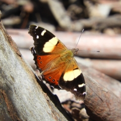 Vanessa itea (Yellow Admiral) at Black Mountain - 10 Oct 2020 by MatthewFrawley