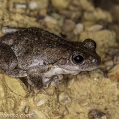 Litoria peronii (Peron's Tree Frog, Emerald Spotted Tree Frog) at Carwoola, NSW - 4 Oct 2020 by JonSteinbeck