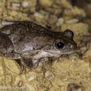 Litoria peronii at Carwoola, NSW - 4 Oct 2020