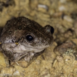 Litoria peronii at Carwoola, NSW - 4 Oct 2020