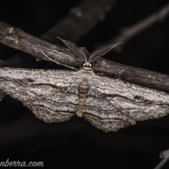 Scioglyptis chionomera (Grey Patch Bark Moth) at Carwoola, NSW - 4 Oct 2020 by JonSteinbeck